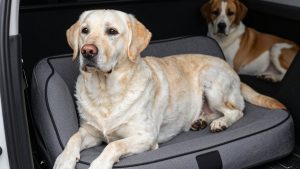 best dog car seat for labrador retriever 2026