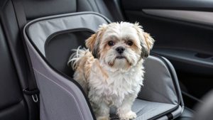 Best Dog Car Seat for Shih Tzu