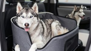 Best Dog Car Seat for Siberian Husky