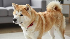 Best dog collar for akita 2026