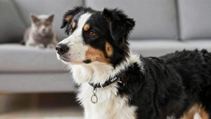 Best Dog Collar for Australian Shepherd