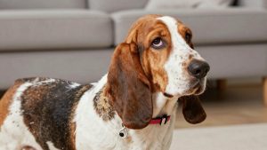 Best dog collar for basset hound 2026
