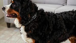 Best Dog Collar for Bernese Mountain Dog