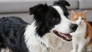 Best Dog Collar for Border Collie