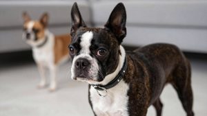 Best Dog Collar for Boston Terrier