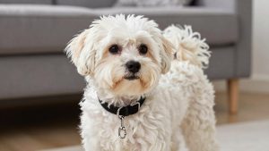Best Dog Collar for Havanese