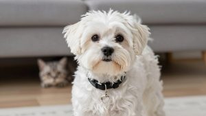 Best Dog Collar for Maltese