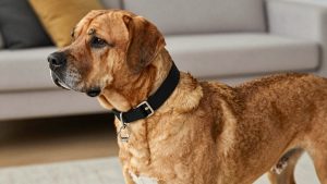 Best dog collar for mastiff 2026