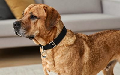 Best dog collar for mastiff 2026