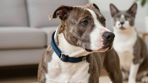 Best Dog Collar for Pit Bull