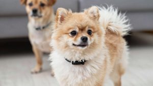 Best Dog Collar for Pomeranian