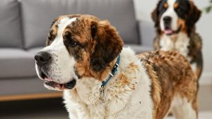 Best dog collar for saint bernard 2026