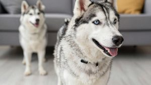Best Dog Collar for Siberian Husky