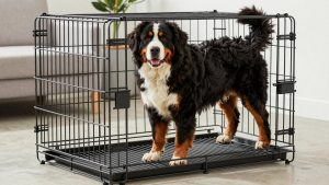Best Dog Crate for Bernese Mountain Dog