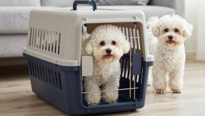 Best dog crate for bichon frise 2026