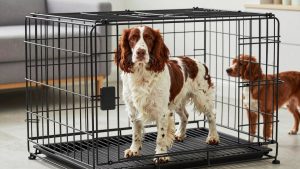 Best Dog Crate for English Springer Spaniel