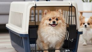 Best Dog Crate for Pomeranian