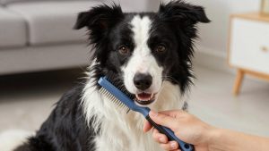 Best Dog Grooming Brush for Border Collie