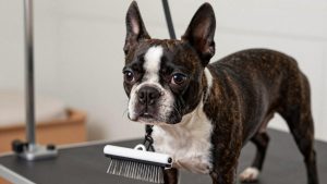 Best Dog Grooming Brush for Boston Terrier