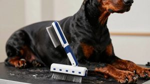 Best Dog Grooming Brush for Doberman Pinscher