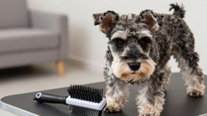 Best Dog Grooming Brush for Miniature Schnauzer