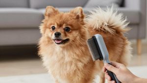 Best Dog Grooming Brush for Pomeranian