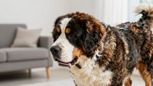 Best dog grooming brush for saint bernard 2026