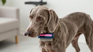 Best dog grooming brush for weimaraner 2026