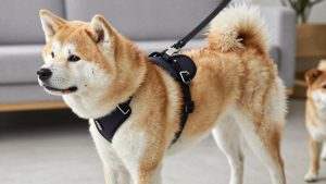 Best dog harness for akita 2026