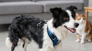 Best Dog Harness for Border Collie