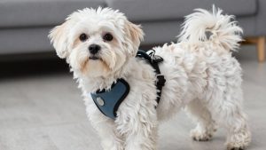 Best Dog Harness for Havanese