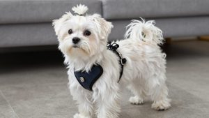 Best Dog Harness for Maltese
