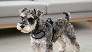 Best Dog Harness for Miniature Schnauzer