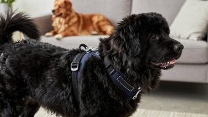 Best dog harness for newfoundland 2026