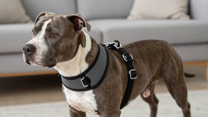 Best Dog Harness for Pit Bull