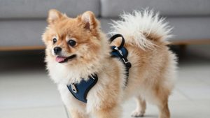 Best Dog Harness for Pomeranian