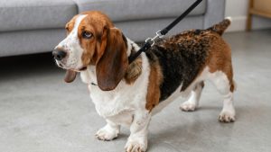 Best dog leash for basset hound 2026