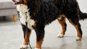 Best Dog Leash for Bernese Mountain Dog