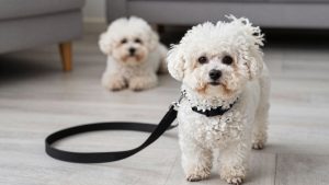 Best dog leash for bichon frise 2026