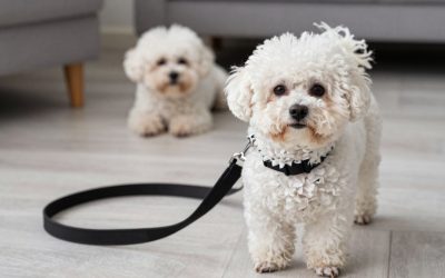 Best dog leash for bichon frise 2026