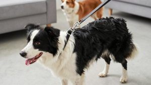 Best Leash for Border Collie: Length, Type, Picks