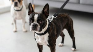 Best Dog Leash for Boston Terrier