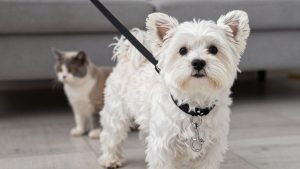 Best Dog Leash for Maltese