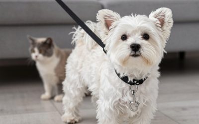 Best Dog Leash for Maltese