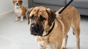 Best dog leash for mastiff 2026