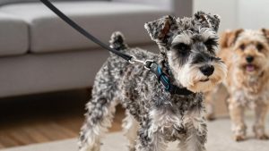 Best Dog Leash for Miniature Schnauzer