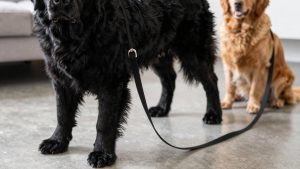 Best dog leash for newfoundland 2026