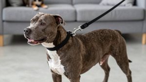 Best Dog Leash for Pit Bull