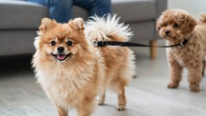 Best Dog Leash for Pomeranian