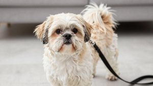 Best Dog Leash for Shih Tzu